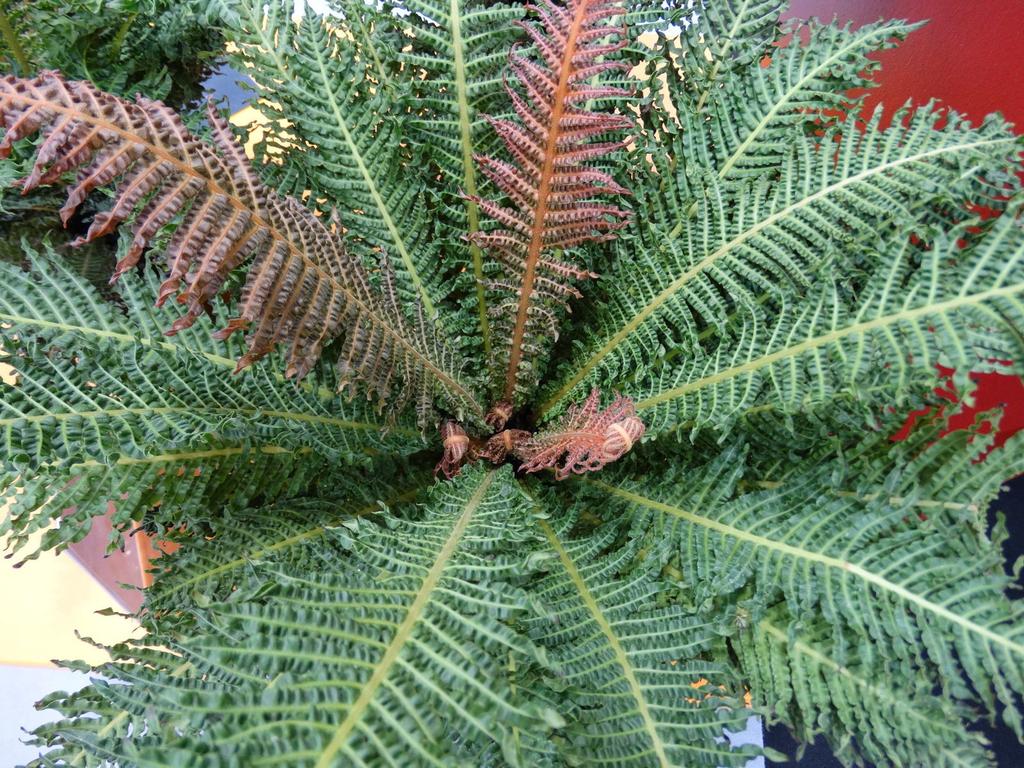 Blechnum brasiliense Copper Crisp Fás dísznövény kategóriában a holland Plantipp BV által bemutatott Pyracantha coccinea Red Star lett a legjobb újdonság.