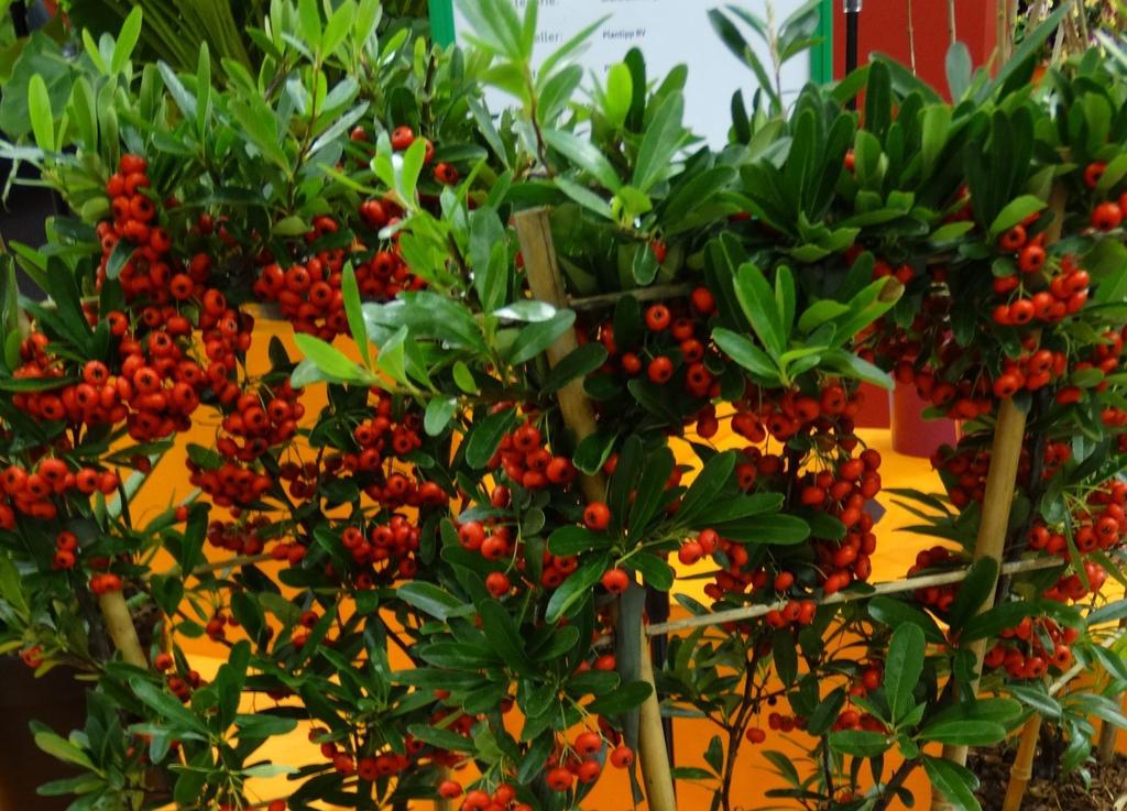 Pyracantha coccinea Red Star Évelő dísznövény kategóriában a zsűri a Sempervivum Chick Charms Gold Nugget kövirózsafajtát ítélte a legjobbnak, amelyet szintén a Plantipp BV mutatott be.