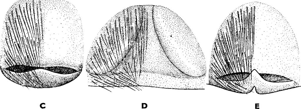 K och $ 5 (2) A tüske igen hosszú, a kagyló m agasságán messze túlnyúlik. A potroh egyszínű fekete. 6 (7) A középág a h ajlatán ak külső oldalán három szög alakú dudort visel.
