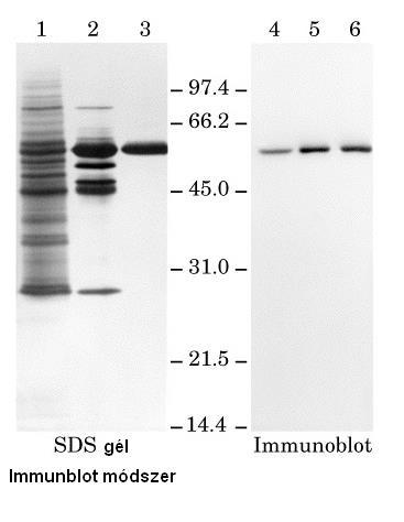 Immunblot