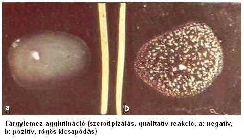 Tárgylemez agglutináció (szerotipizálás