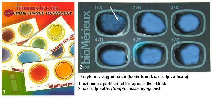 negatív Tárgylemez agglutináció (1.