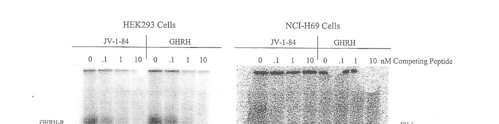 Photoaffinity cross-linking JV-1-84 GH-RH antagonista photoprobe