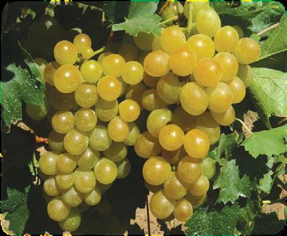 és újra munkához látott az Úrdombi szőlőhegyen lévő szőlőjében. Az Úrdombról talán köztudott, hogy Pápa legfiatalabb hegyközsége, mely a pályaudvartól keletre jött létre.