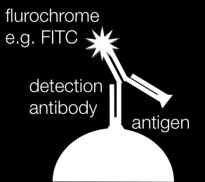 A fluoreszcencia forrása 1. autofluoreszcencia aromás aminosavak, NADH, NADPH... 2.