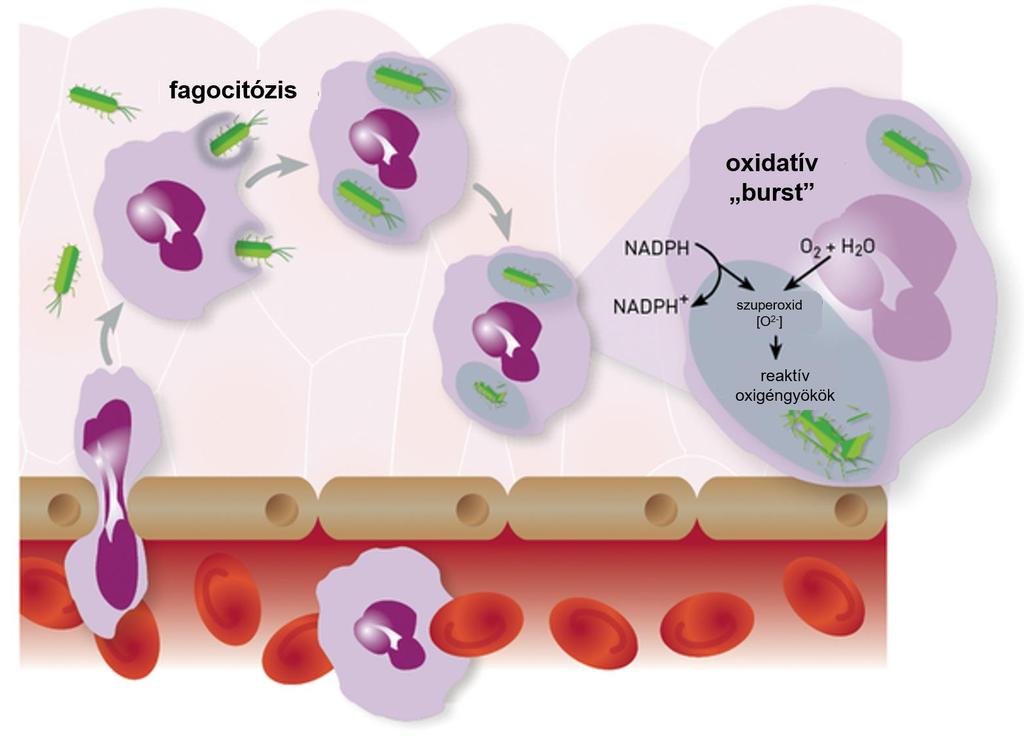 Sejtaktivitás mérése fagocitózisteszt Neutrofil granulociták: veleszülett immunrendszer sejtjei fehérvérsejtek 65-70%-a baktériumok, gombák eliminációja kemotaxis, fagocitózis,