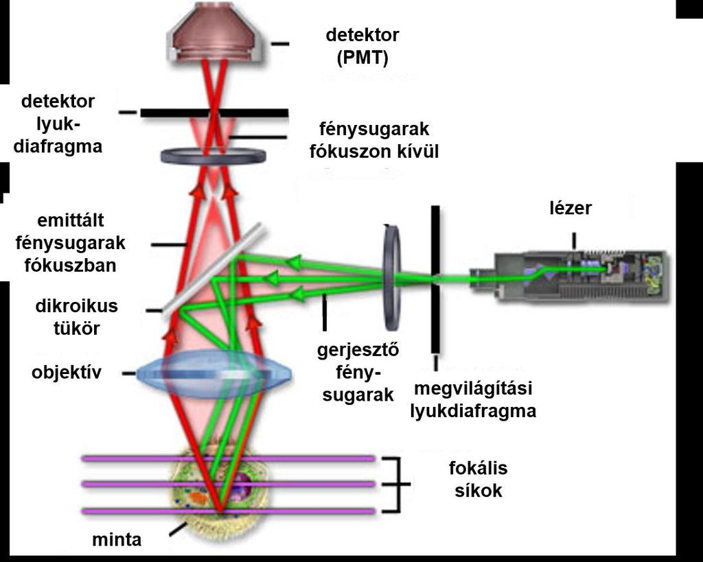 Lézer pásztázó konfokális mikroszkóp (CLSM) élő sejtek, folyamatok vizsgálata (live cell imaging) pontos lokalizáció kolokalizáció, FRET hátrányok, nehézségek: kevés sejtről ad