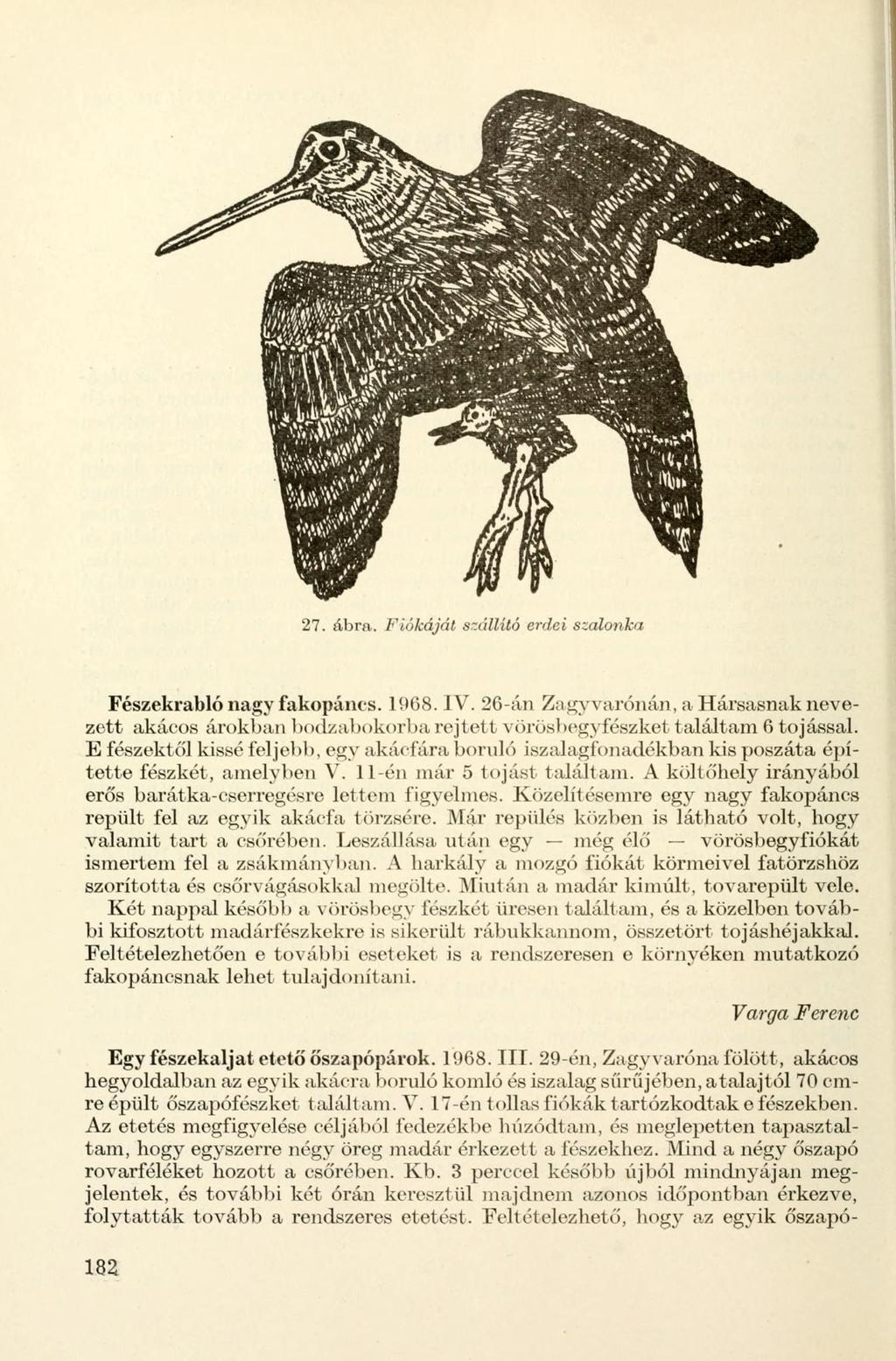 27. ábra. Fiókáját szállító erdei szalonka Fészekrabló nagy fakopáncs. 1068. IV. 26-án Zagyvarónán, a Harsasnak nevezett akácos árokban bodzabokorba rejtett vörösbegyfészket találtam 6 tojással.