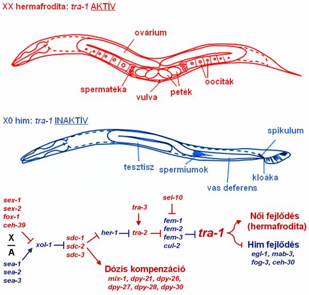 3.1.3. Szomatikus szex-determináció és dóziskompenzáció Caenorhabditis elegans-ban A vad típusú C. elegans populációkban két ivar különböztethető meg, az önmegtermékenyítő hermafrodita és a hím (4.