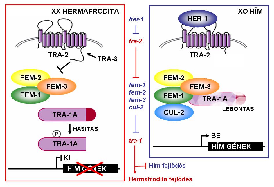 6. ábra. A szexdeterminációs útvonal működése C. elegans-ban.