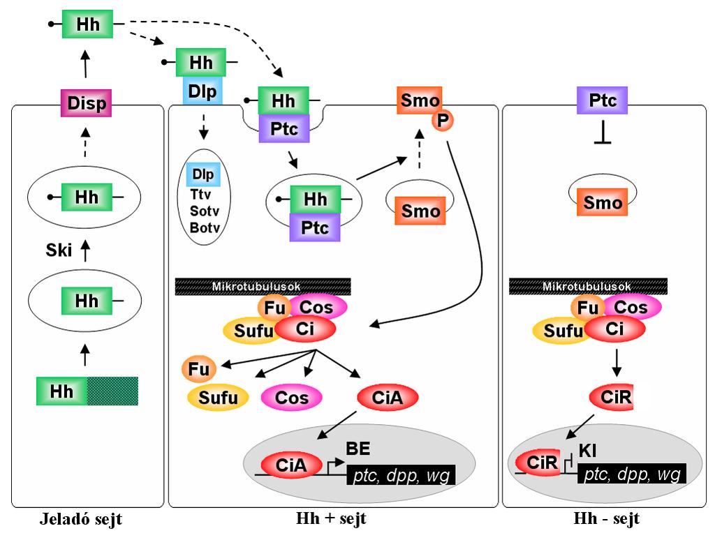 kialakulásához ko-receptorok szükségesek, melyek mind a Hh ligand mind a Ptc kötésére képesek.