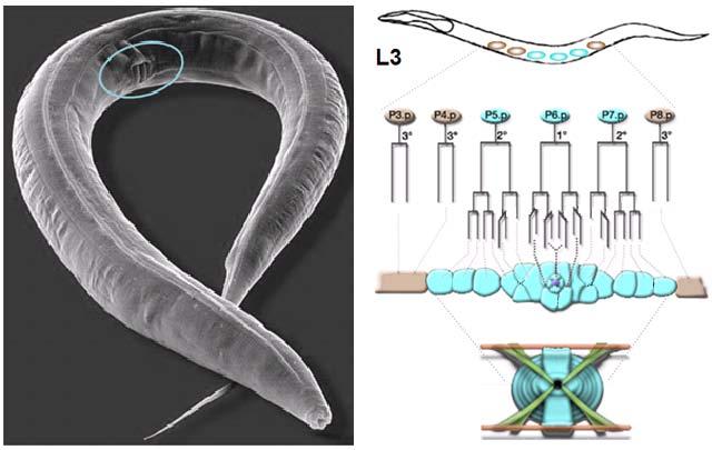 9. ábra. A C. elegans vulva fejlődése. A bal oldali képen egy kifejlett hermafrodita vulvaszövete látható.