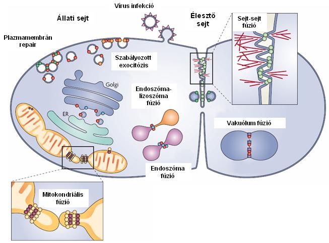 (például a HIV) által indukált sejtfúzió, vagy a C. elegans úgynevezett Anchor sejtjének inváziója és fúziója (Earp és mtsi., 2005; Newman és mtsi., 1996).