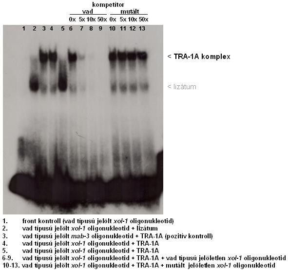 promóter elemet. Pozitív kontrollként az ismert TRA-1A célgén mab-3 promóterében található kötőhelyet használtam (Yi és mtsi., 2000).
