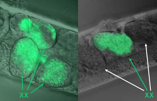 tra-1(rnsi); pxol-1::gfp(yis34)v. tra-1(e1488)iii; pxol-1::gfp(yis34)v. tra-1(e1099)/+iii;pxol-1::gfp(yis34)v. 21. ábra. A tra-1 gén aktivitása gátolja a xol-1 expresszióját az XX embriókban.