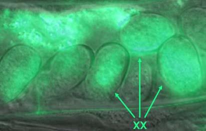 A felső képen egy tra-1(rnsi) hermafrodita állat látható, amelyben az XX embriókban de-represszálódott a riporter gén.