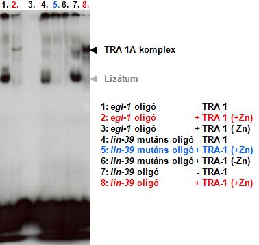 24. ábra. Az in vitro transzlált TRA-1A fehérje szekvencia-specifikusan kötődik a lin-39 promóterhez.