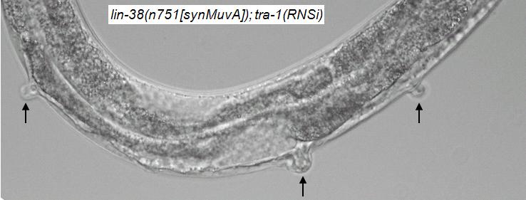 genetikai háttérben (7. táblázat). Ezekben az állatokban megfigyelhető átlagos vulvaszám magasabbnak bizonyult a synmuv AB kettős mutáns hímek átlagos vulvaszámánál (7. táblázat). Ez az eredmény a VPC-k fokozott indukciójára utal.