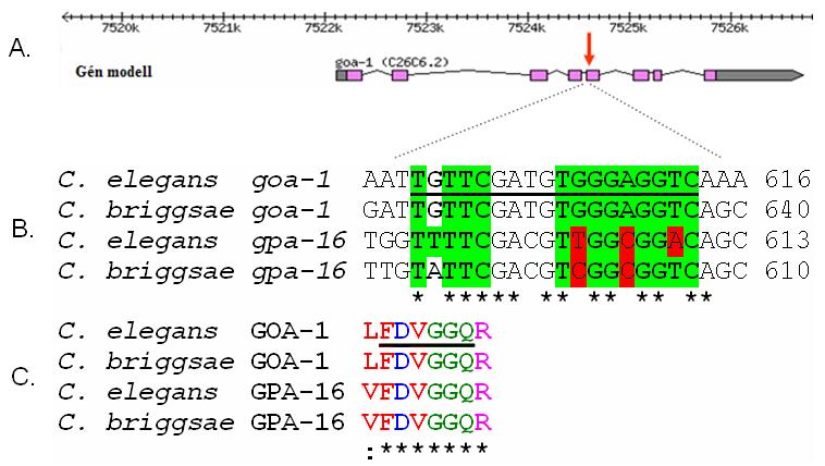 6.4. A TRA-1A in vitro kötődik a goa-1 gén exoni szekvenciájában található feltételezett kötőhelyhez 6.4.1. TRA-1A kötőhely azonosítása a goa-1 exoni szekvenciájában A TRA-1A kötőhelyek genom szintű keresése során azonosítottam egy kötőhelyet a goa-1 gén exoni szekvenciájában (30.