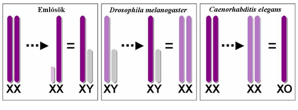 Az emlősökben - így az emberben is - az Y kromoszóma, illetve annak pszeudoautoszomális régiójában található SRY (Sex-determining Region of the Y chromosome) gén megléte határozza meg a hím nem