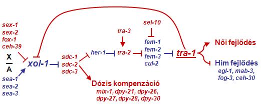 Eredményeim szerint a TRA-1A transzkripcionálisan gátolja a xol-1 gént. Ismert, hogy számos további fehérje szabályozza a xol-1 kifejeződését: egyes autoszómális gének terméke (pl.