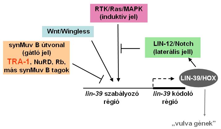 7.1.5. A tra-1 egy synmuv B gén A hipodermiszből érkező synmuv jelek gátolják a vulvasejtek indukcióját (Cui és mtsi., 2006).