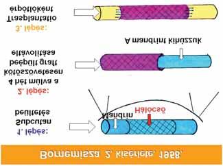 Az in situ praeformált graft viszont abban a tekintetben különleges, hogy máig is ez az egyetlen, nem éreredetű, mesterségesen létrehozott, már az artériával való összekapcsolása előtt kialakult vasa