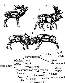 ritualizált viselkedések: nem valódi harc, csupán jelzésszerű a felek már a harc előtt igyekeznek felmérni az ellenfél testi erejét, miközben sajátjukat is