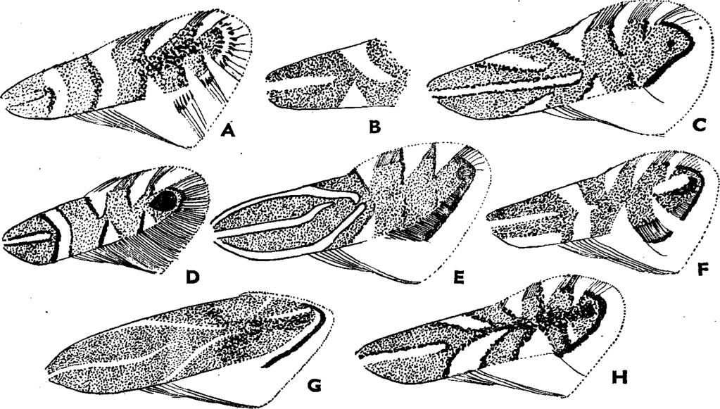 XVI. MICROLEPIDOPTERA II. MOLYLEPKÉK II. 3 41 Közép-európai faj, hazánkban főleg lakott területeken fordul elő. Repülési ideje VI., VII.