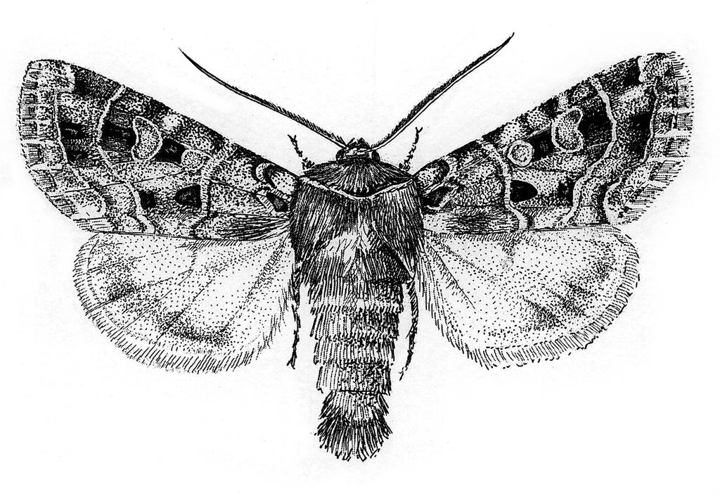 e-acta Naturalia Pannonica 6 (2013) 165 6. ábra.