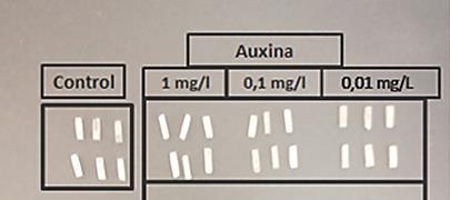 Hormoneszerű hatás II: Auxinok & Brasszinoszteroidok Biológiai vizsgálat Növekede