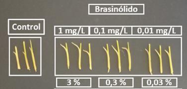 Hormoneszerű hatás II: Auxinok & Brasszinoszteroidok 3. Results: Biológiai vizsgálat Tilt test of rice sheet.