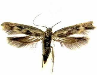 Butalis chenopodiella f.