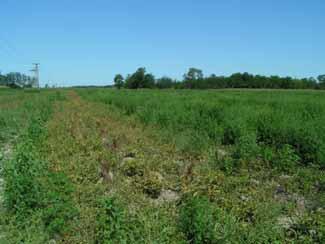 Corn, alfalfa, open filed tomato were the neighbouring cultures near the investigation locality.