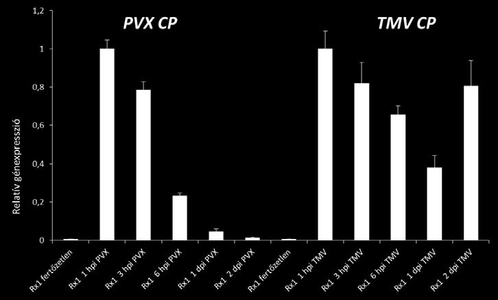 (Nicotiana tabacum cv. Samsun NN Rx1), a vírusfertőzés után különböző időpontokban (1, 3 és 6 óra, 1 és 2 nap), kvantitatív RT-PCR-rel mérve (PVX CP és TMV CP relatív génexpresszió).