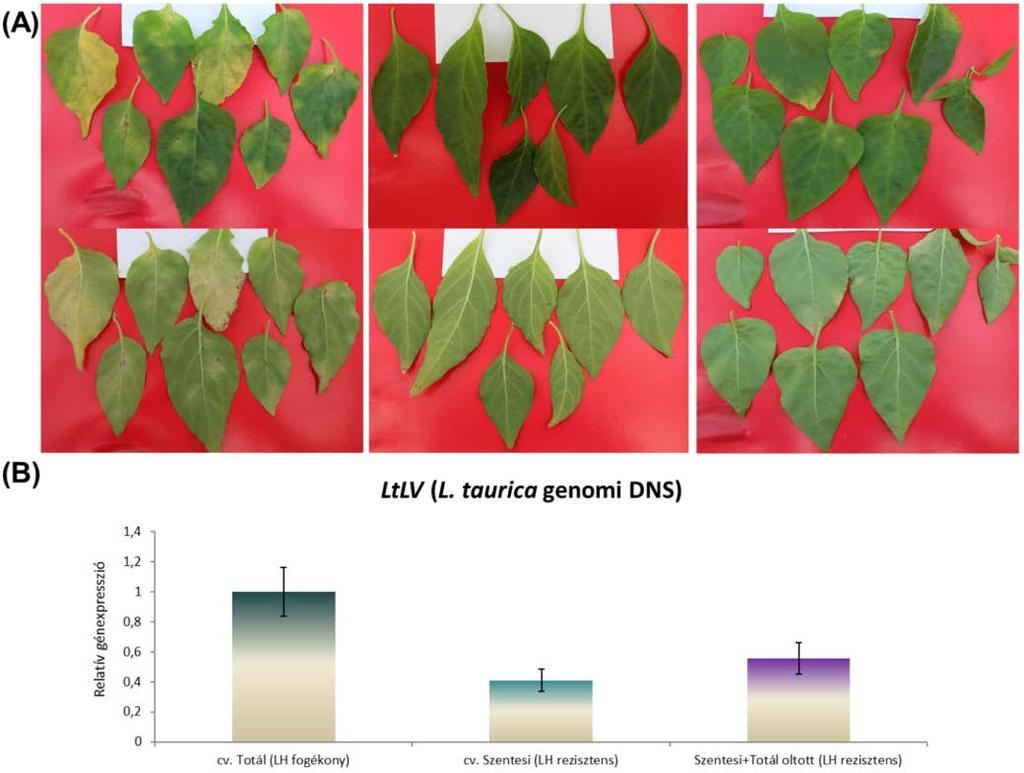 fent említett növényekben kvantitatív PCR-rel követtük nyomon. A fertőzés előrehaladott fázisában (45 nappal az inokuláció után) a L.