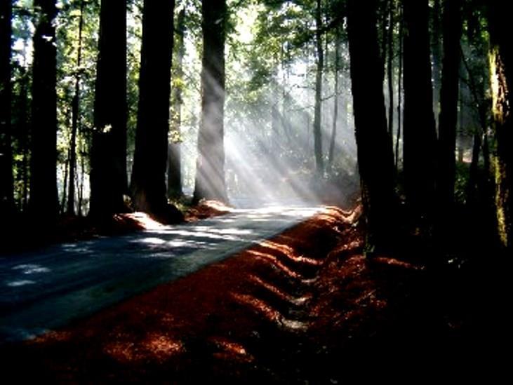Ugyanez a jelenség erdőben is gyakran megfigyelhető (5. kép), itt a fák közt átszüremlő fénysávok láthatók; a világos sávok nyilvánvalóan a levelek hézagain áthaladó fény útját jelzik. 5.
