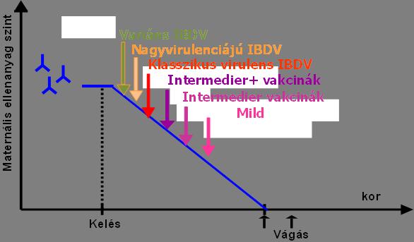 dózis Állatok kora 3-6 hetes