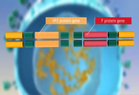 A HVT REKOMBINÁNS VAKCINÁK MŰKÖDÉSI MODELLJE B,T lymphocytes ~ 20 nap replikálódás fehérje