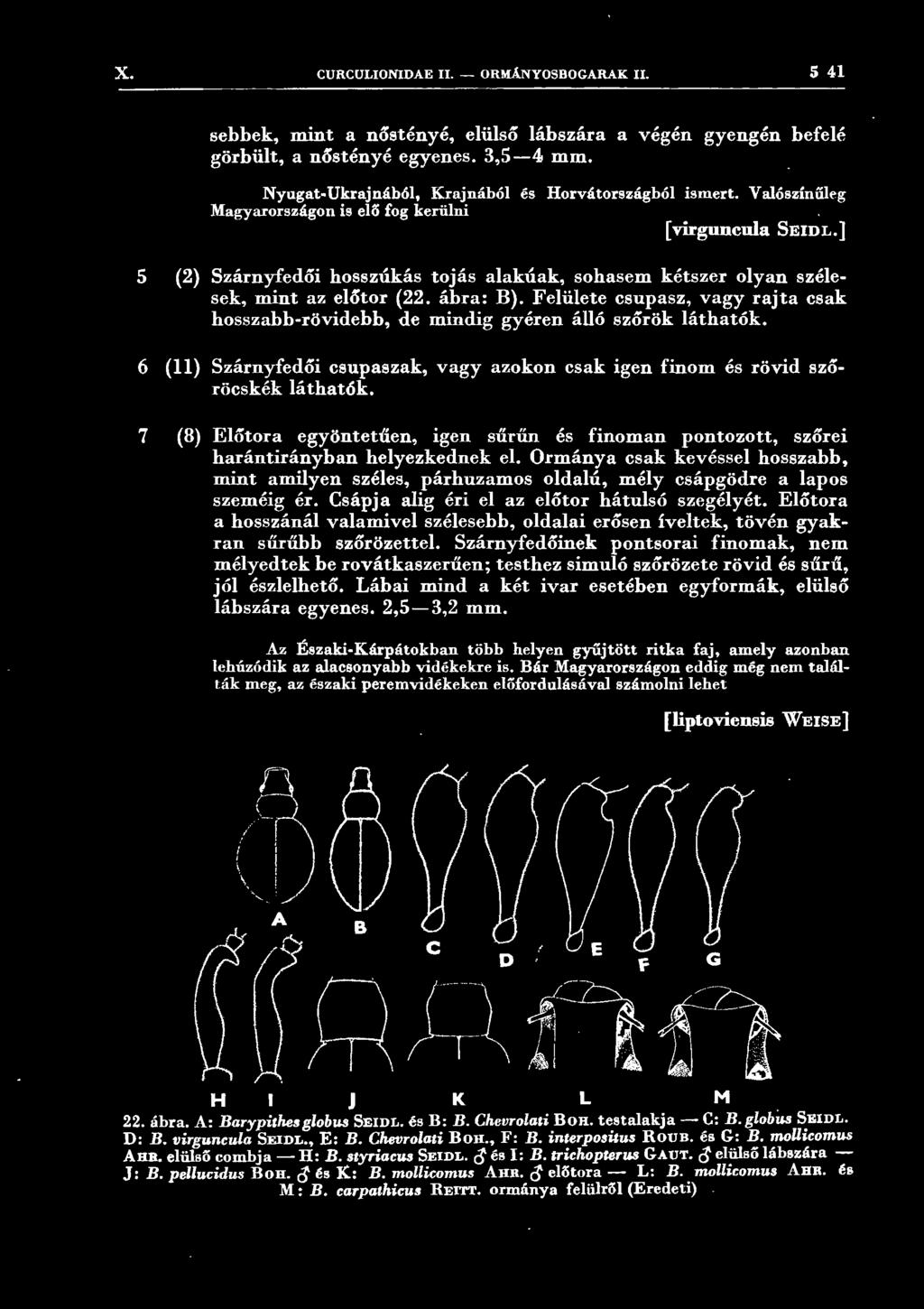 ] 5 (2) Szárnyfedői hosszúkás tojás alakúak, sohasem kétszer olyan szélesek, mint az előtor (22. ábra: B). Felülete csupasz, vagy rajta csak hosszabb-rövidebb, de mindig gyéren álló szőrök láthatók.