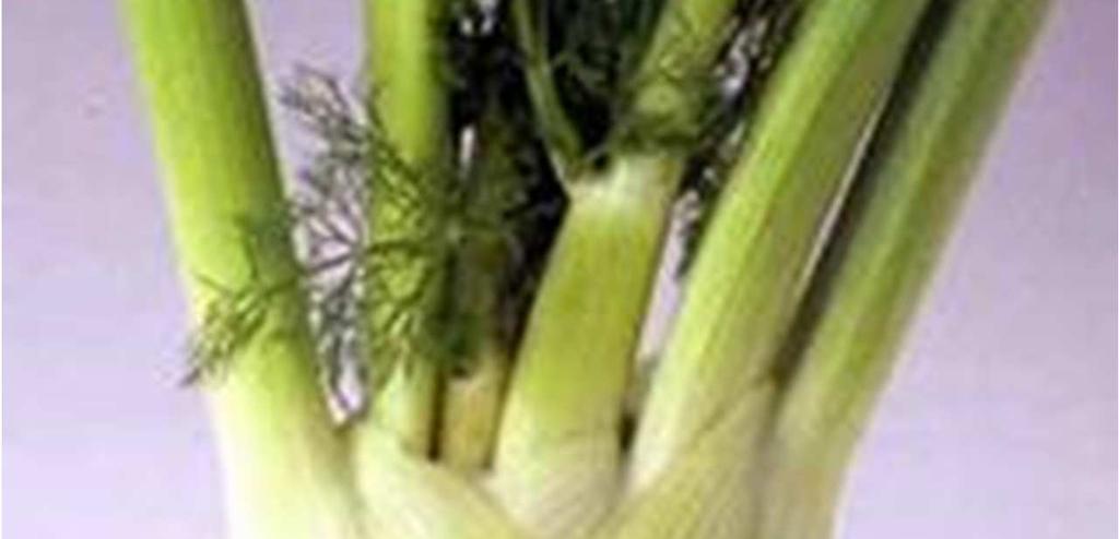 kezelés), N 60,P 60, K 120 ) alig növelte a termést. A kontrollnál (1. kezelés) és Cropcare (2.