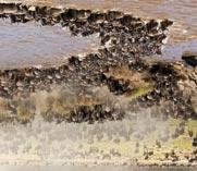 TENGERPARTI Szilveszter Kenyában, tengerparti pihenéssel Ár: 895.