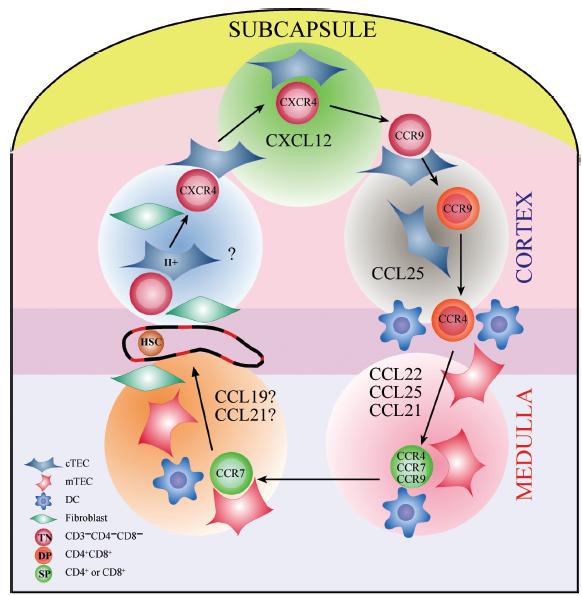 Thymocita Az epithelsejtek által termelt kemokinek: CXCL12, CCL25 CCL21, CCL22,