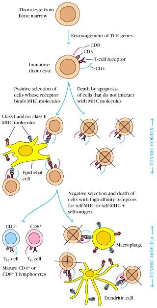 Thymocita szelekció: Pozitív szelekció: Epithel sejt DP thymocita interakció a thymus cortexben Azon DP sejtek élnek túl, amelyek TcR-a alkalmas az MHC-saját peptid felismerésre MHC RESTRIKCIÓ