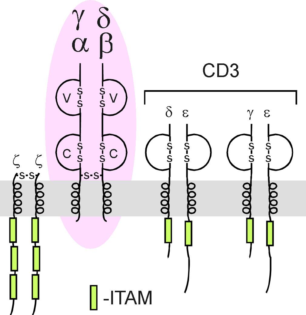 SZERKEZET αβ ΤcR SP(CD4+