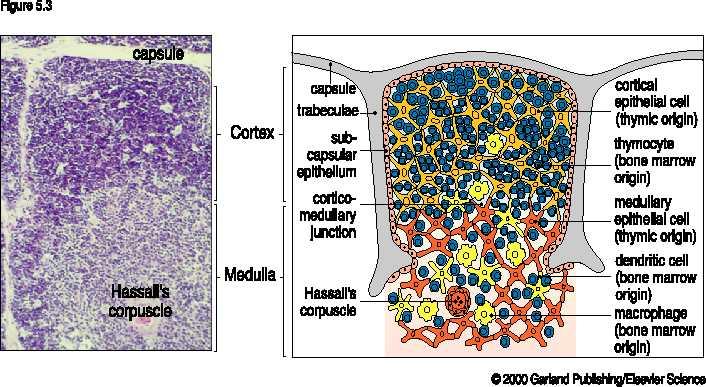 A thymus szerkezete Kapszula Kortex Kapszula Trabekulum Szubkapszuláris Epithelium Kortiko- Medulláris határ Kortikális Epithéliális sejtek Timociták