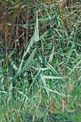 A felsorolt gyomnövények közül a leggyakoribb, az egész országban elterjedt a tarackbúza. A kifejlett növény évelő, tarackos, 50-150 cm magas, élénkzöld színű.