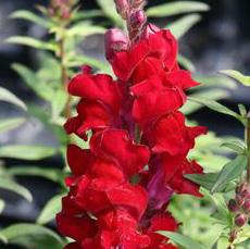 antal: 32 st 23 st 23 st Antirrhinum