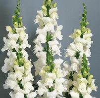 9 st 8 st 9 st 8 st 8 st 8 st Antirrhinum