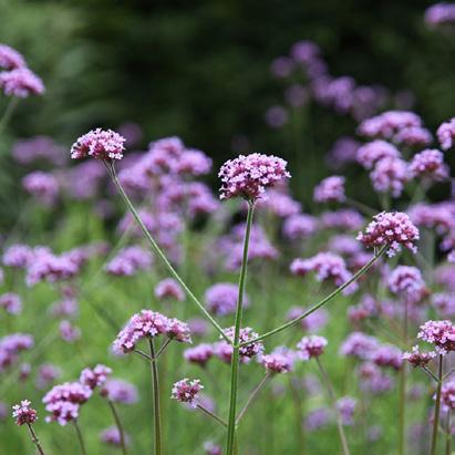 RÅDHUSET: NÄVER 6 st x 0,58 kvm (76 x 76 cm) Gaura lindheimeri